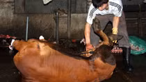 Bắt quả tang 2 cơ sở bơm nước vào bò trước khi giết mổ