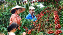 Cho vay tái canh cây cà phê tại các tỉnh Tây Nguyên