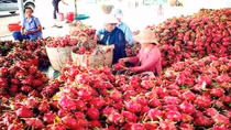 Không có chuyện ‘hàng chục tấn thanh long phải vứt bỏ’ do không tiêu thụ được