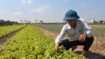 Cần “may áo giáp” cho nông dân