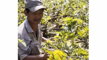Nhà vườn “sốt vó” vì mai vàng nở sớm
