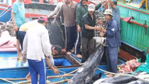 Cần chấm dứt hành vi vô nhân đạo tấn công ngư dân trên biển