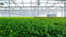 Vingroup đầu tư ngàn tỉ xây nhà kính lớn nhất Việt Nam