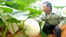 Ngạc nhiên với những trái bí ngô khổng lồ ở Đà Lạt