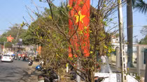 Mai rừng về phố...