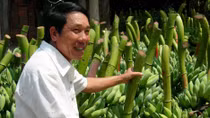Nông dân phấn khởi vì giá chuối cao trở lại