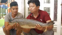 Bắt được con cá lạ nghi cá sủ vàng quý hiếm