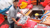 Trúng đậm lộc biển từ Hoàng Sa