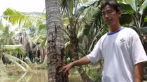 Cần khẩn trương làm rõ nghi án 'đầu độc' hàng trăm cây dừa