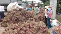 Chưa có bằng chứng về việc người dân Vĩnh Châu bị mù do hành tím