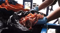 Kịp thời thu giữ 700kg nội tạng động vật 'bẩn'