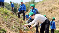 Hoàn thành trồng rừng thay thế trong năm 2015