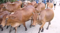 Ngăn ngừa triệt để nhập lậu gia súc qua biên giới