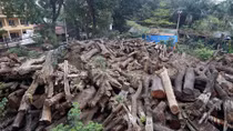Lãnh đạo Công ty cây xanh phủ nhận chuyện chở gỗ vào làng Chuông