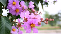 Tự khúc tháng ba