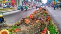 Thanh tra Chính phủ yêu cầu Hà Nội ‘bảo vệ cây xanh’