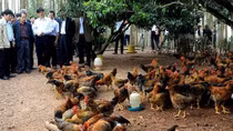 Đề phòng cúm A/H5N6 lây sang người