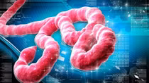 Virus Ebola đang quay trở lại?