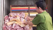 "Sản xuất" thịt heo nái thối thành…heo rừng bán cho nhà hàng 