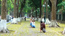 Hà Nội đẹp ngỡ ngàng mùa lá vàng rơi