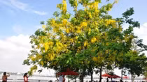 Hà Nội rực vàng mùa hoa Muồng hoàng yến