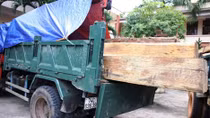 Hạt trưởng kiểm lâm thuê xe chở gỗ lậu