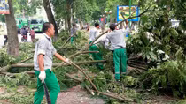 Gần 1300 cây xanh bị đổ trong trận mưa giông chiều tối qua