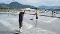 Đắng quá muối ơi (!)