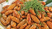 Suýt tử vong do ăn nhộng tằm
