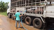 Cẩn trọng trước chiêu lừa thu gom lợn mỡ xuất khẩu sang Trung Quốc