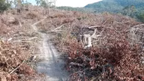 Lâm tặc "dọn" sạch hàng chục ha rừng chủ rừng không hay