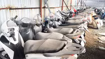 Buốt lòng nhìn tiền tỷ phơi mưa nắng (bài 1)