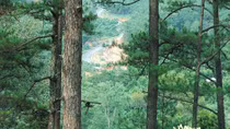 Nhà thơ dân dã