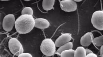 Chống mù lòa bằng tảo xoắn và đưa virus vào gene tế bào võng mạc