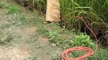 Lại chết người do bẫy chuột bằng điện 