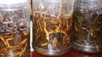 2 người tử vong do ngộ độc rượu ngâm rễ cây