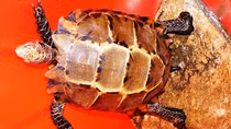 Bác tin đồn ‘rùa thiêng bò vào đình làng’