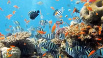 Đà Nẵng khai trương tour sinh thái hấp dẫn