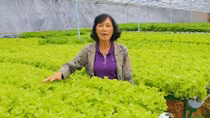Trồng rau thủy canh theo công nghệ Châu Âu
