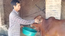 Được minh oan vẫn chưa yên thân