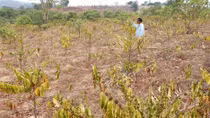 Hạn hán ở Tây Nguyên: Lãnh đủ bởi những "công trình sai lầm thế kỷ"