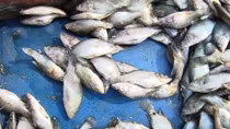 Chưa xác định được độc tố làm cá chết