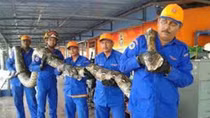 Con trăn dài kỷ lục