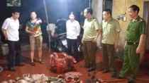 Kinh hoàng những lò giết, mổ lợn bệnh