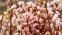 Hoa anh đào Nhật Bản nở rộ giữa lòng Thủ đô