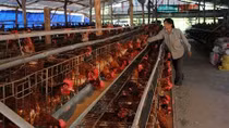 Cần trân trọng từng đồng vốn vay viện trợ đầu tư vào nông nghiệp