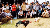 Núp bóng chọi gà truyền thống để đánh bạc