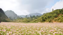 Lý thú tam giác mạch