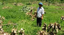 Kẻ xấu chặt phá cây cao su của dân