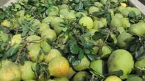 Dê cảnh của nông dân miền Tây bán giá cao